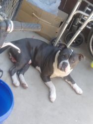 Grey nd white bluenose pitbull 1yr old short all he needs is a shower,