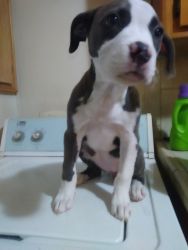 Pitbull pup for sale