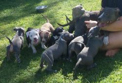 Stunning American Pit Bull Terrier puppies