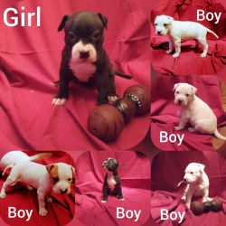 ADBA Reg. Pit Bull puppies born 6/2/2020