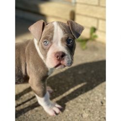 3 month old puppy American Pitbull Terrier
