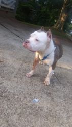 Female pit bull ill take at least 125$ for her