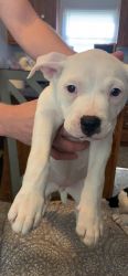 10 week old pit bull solid white