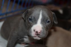 Blue Pit ( Blue and white )
