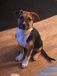3 month old female pit with Cage.