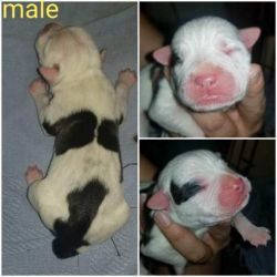 For sell Pitbull pups
