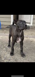Im trying to sell an American Pit Bull Terrier