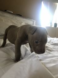 Male pit puppy for sale