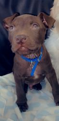 2 month old chocolate pitbull