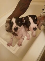 7 week old puppies