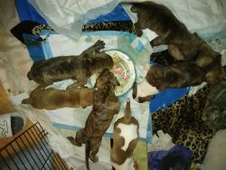 6wk Pitbull Puppies for sale