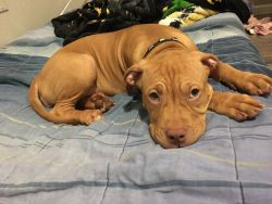 Pit for sale