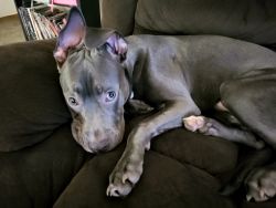 6 month old Blue nose pit bull