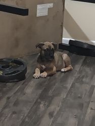 Boxer pit for sale