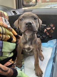 Pitbull terrier pup for sale