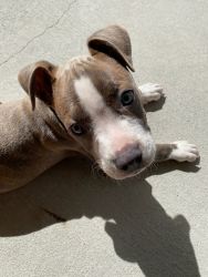 Gray-Brown Boy Pit Puppy