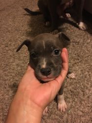 Puppies for Adoption in Texas