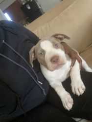 6week old pure bred Pitbull puppy xl