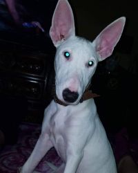 Selling my bull terrier we love her but we need to re-home her trained