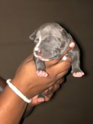 Pitbull pups for sale