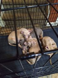 TRI COLORED DOUBLE XL Bullys