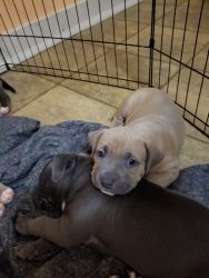 Pitbull puppies in Muskegon ready Christmas week