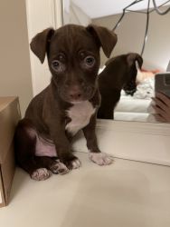 Puppy pit Bull for sale