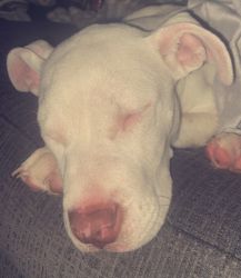 White and brown pitbull puppy