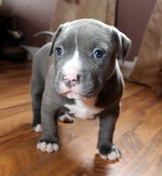 Beautiful Pitbull Puppies