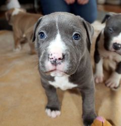 Lovely Pitbull puppies