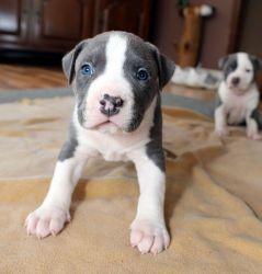adorable Pitbull for sale