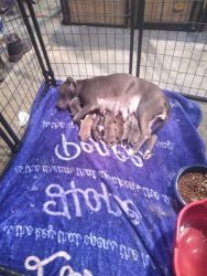 PITBULL PUPPIES 3 FEMALES AND 1 MALE 3 WEEKS OLD 500