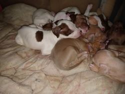 pitbull puppies for sell
