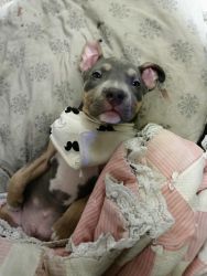 American pit bull terrier puppy
