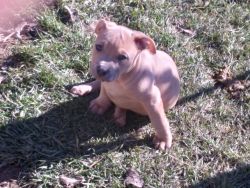 American pit bull puppies for sale