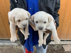 I’m selling my puppies