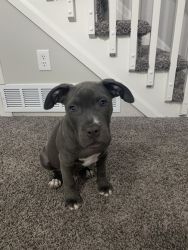 Pit bull for sale