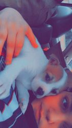 Pitbull Terrier pups