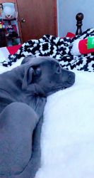 Blue Nosed Female Pit Bull Puppy