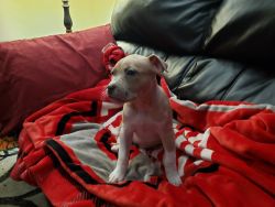 Pitbull puppy needing a good home