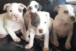 8 American Blue Pitbull Pups