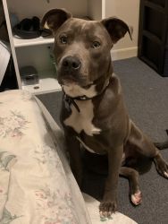 Blue pit 6 month old puppy