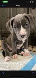 Blue nose pitbull puppy