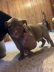 10 week old pitbull puppy (male)