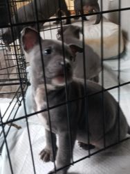 Pit puppies in need of new home