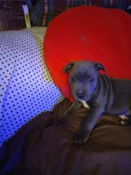 Gorgeous blue and bully pit bull puppies