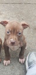 Pitbull puppies for Sale