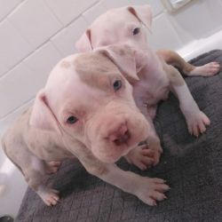 American Pit Bull Terrier Puppy for Sale
