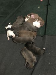 Pitbull Puppies for Sale!!!