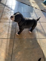Baby pit bulls for sale